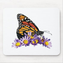 Monarch Butterfly on Aster