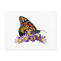 Monarch Butterfly on Aster