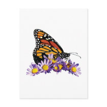 Monarch Butterfly on Aster