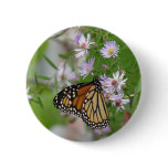 Monarch Butterfly on Asters buttons