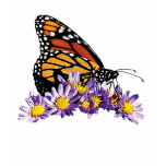 Monarch Butterfly on Asters Ladies t-shirts