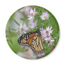 Monarch Butterfly on Asters Magnet