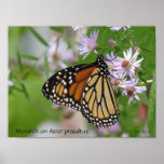 Monarch Butterfly on Asters (Wildflowers) posters