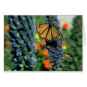 Monarch Butterfly on Blue Flowers cards