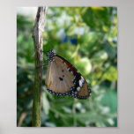 Monarch butterfly on branch posters