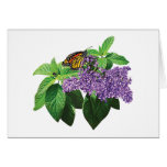 Monarch Butterfly on Heliotrope Card