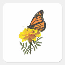Monarch Butterfly on Marigold Square Stickers