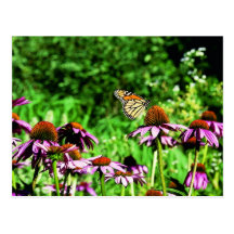 Monarch butterfly on purple prairie coneflower postcards