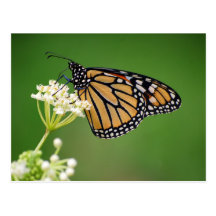 Monarch Butterfly on White Swamp Milkweed Postcard