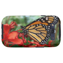 Monarch Butterfly Photograph