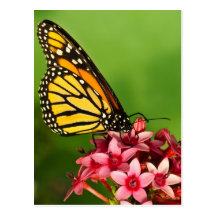 Monarch Butterfly Post Card