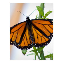 Monarch Butterfly Post Cards