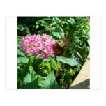 monarch butterfly postcards