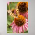 Monarch Butterfly Poster posters