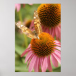 Monarch Butterfly Poster