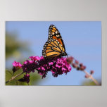 Monarch butterfly print