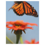 Monarch Butterfly Takes Flight flyers
