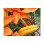 Monarch Butterfly Throne Orange Nature Postcard