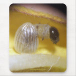 Monarch Caterpillar Mouse Pad