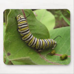 Monarch Caterpillar Mouse Mats