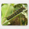 Monarch Caterpillar mousepads