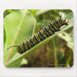Monarch Caterpillar mousepads