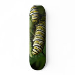 MONARCH CATERPILLAR PAIR skate deck skateboards