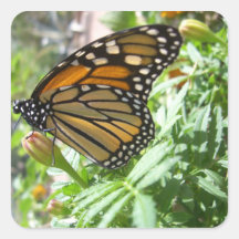 Monarch Majesty (8) Stickers