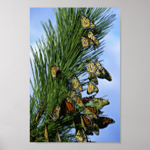 Monarch migration posters