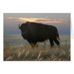 Monarch of the Plains cards