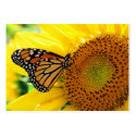 Monarch on a Sunflower ,Profile card business cards