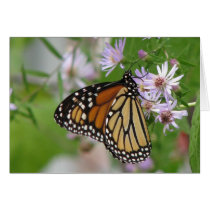 Monarch on Aster Card