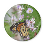 Monarch on Asters Magnet
