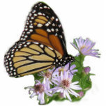 Monarch on Asters Photo Sculpture photo sculptures