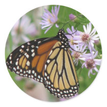 Monarch on Asters Sticker