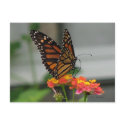 Monarch on Lantana Postcard