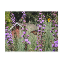 Monarch on the Iowa prairie Postcard