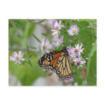 Monarch on Wild Asters Postcard