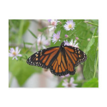 Monarch on Wild Asters Postcard