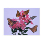 Monarchs and Pink Penta postcards