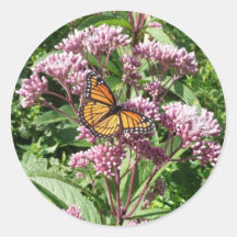 Mondarch Butterfly Round Sticker