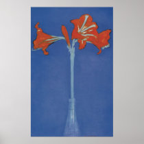 Mondrian Amaryllis in a Flash Posters