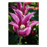 Monet's Garden in Giverny cards