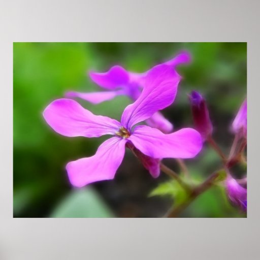 Money Plant - Lunaria Annua Print