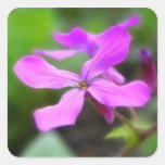 Money Plant - Lunaria Annua Square Sticker