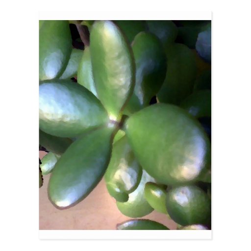 Money Plant Post Card