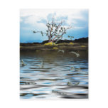 Money Tree on a Windy Day Postcard