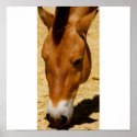 Mongolian Horse posters