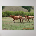 Mongolian Horses posters