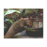 Mongoose Happy Hour postcards
